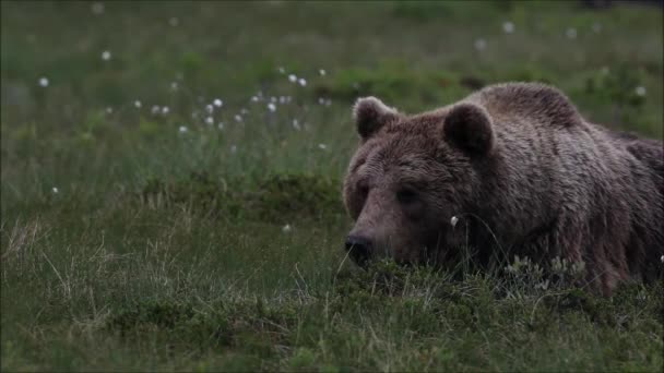 在芬兰北部的一个夏末的夜晚 一只大型食肉动物 棕熊在沼泽地上躺着一只嗅着的棉草 — 图库视频影像