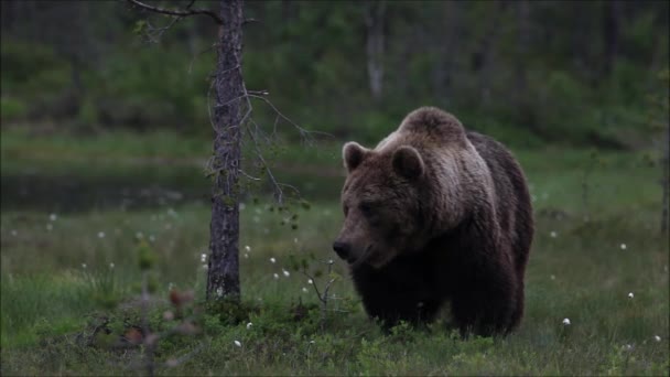 Καφέ Αρκούδα Ursus Arctos Περπάτημα Ένα Βάλτο Κατά Διάρκεια Ενός — Αρχείο Βίντεο