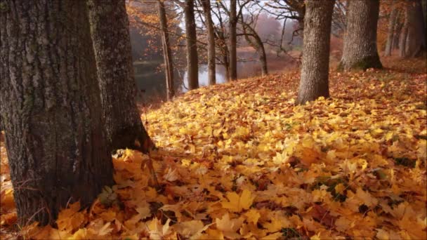Estonya Kuzey Avrupa Sonbahar Yaprakları Arasında Küçük Bir Nehrin Kıyısında — Stok video