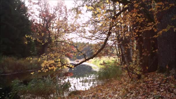 Спокойное Осеннее Утро Небольшой Реки Время Осенней Листвы Эстонии Северная — стоковое видео