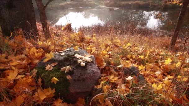 Hermosa Tranquila Mañana Otoño Junto Pequeño Río Durante Follaje Otoño — Vídeos de Stock