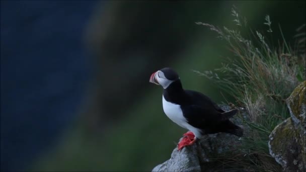 Beautiful European Seabird Atlantic Puffin Fratercula Arctica Standing Rock Runde — Stock Video