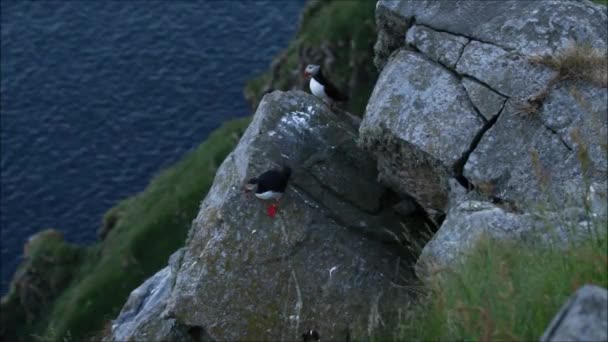 Atlantic Puffin Fratercula Arctica Slipping Cliff Coastal Norway — Stock Video