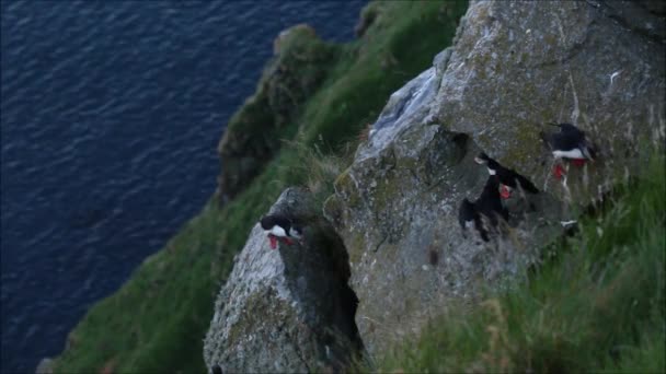 大西洋のふぐ ノルウェー沿岸の崖の上のFratercula Arctica — ストック動画