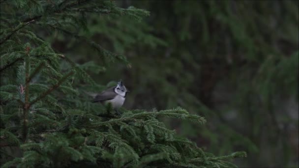 Atlanti Puffin Fratercula Arctica Egy Sziklán Part Menti Norvégiában — Stock videók