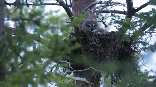 Puffin Atlantycki Fratercula Arctica Klifie Wybrzeżu Norwegii — Wideo stockowe