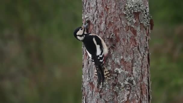 Atlantische Papegaaiduiker Fratercula Arctica Een Klif Aan Kust Van Noorwegen — Stockvideo