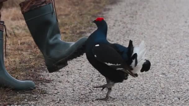 Puffin Atlântico Fratercula Arctica Penhasco Costa Noruega — Vídeo de Stock