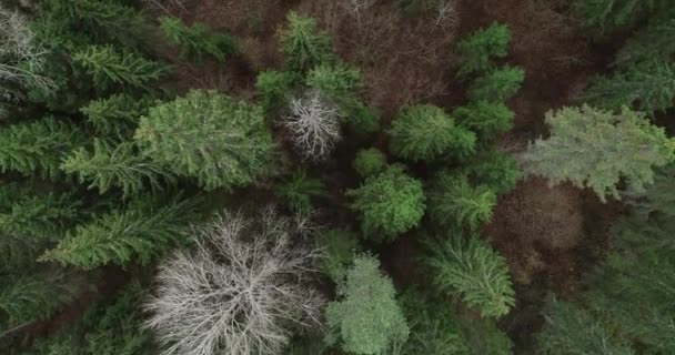 Aumento Vista Aérea Del Agricultor Tractor Segando Hierba Verde Para — Vídeos de Stock