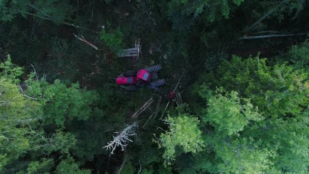 ヨーロッパの夏の間 緑豊かな北半球の森の中で重く強い伐採機械切断木 — ストック動画