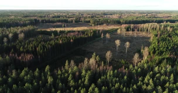 Uma Antena Áreas Claras Florestas Europa Durante Outono — Vídeo de Stock