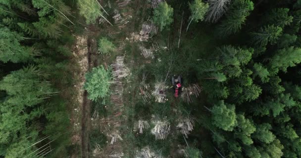 Μια Κεραία Ενός Θεριστή Κόκκινου Ξύλου Που Κόβει Μερικά Δέντρα — Αρχείο Βίντεο