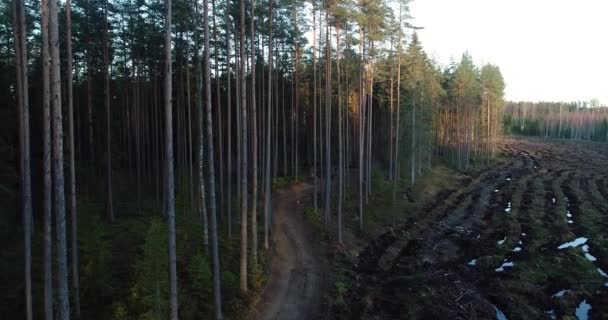 Повільний Рух Бік Соснового Лісу Біля Вирубаної Ділянки Під Час — стокове відео