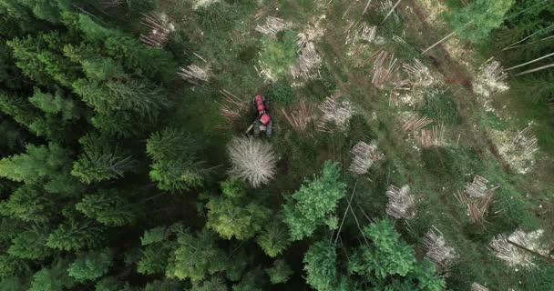 Yazın Estonya Kuzey Avrupa Berrak Bir Bölgede Bazı Ağaçları Kesen — Stok video