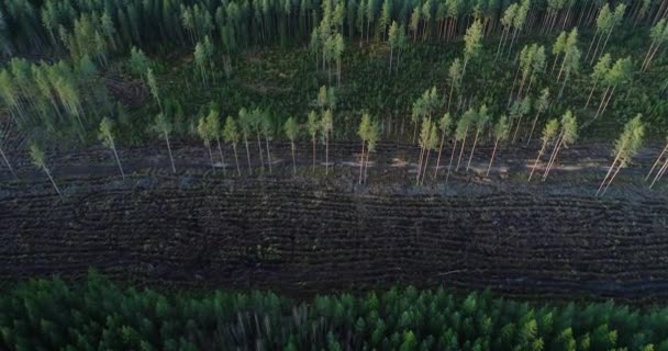 Slow Aerial Forests Deforestated Area Europe — Stock Video