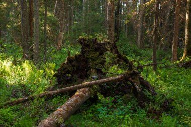 Estonya, Kuzey Avrupa 'da çürüyen ölü ağaçlarla dolu yeşil ve yemyeşil orman ormanı.
