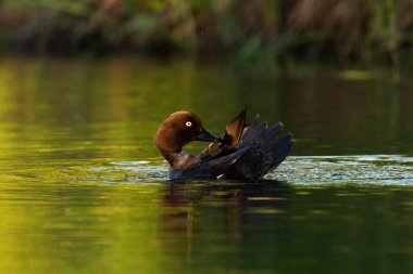 Dişi altın gözlü ördek Bucephala, Estonya 'da günbatımında küçük bir gölette kendini temizliyor..