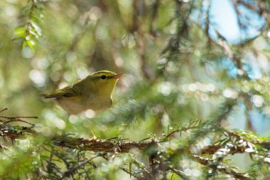 Wood warbler, Phylloscopus sibilatrix as a summer migrant bird, perching in the middle of spruce branches in an old Estonian boreal forest. clipart