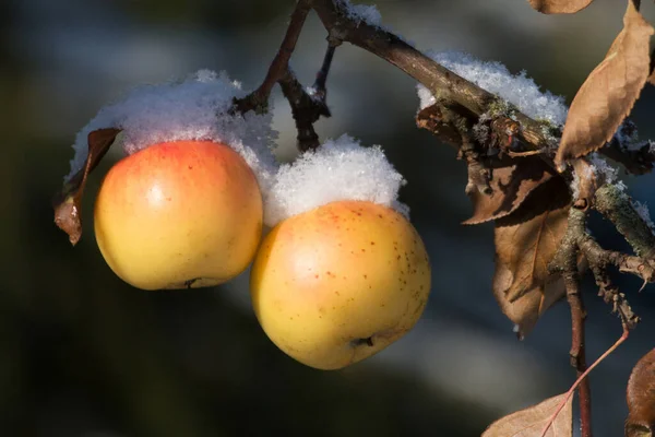 Rijpe Appels Bedekt Met Sneeuw Tijdens Een Zonnige Dag Late — Stockfoto