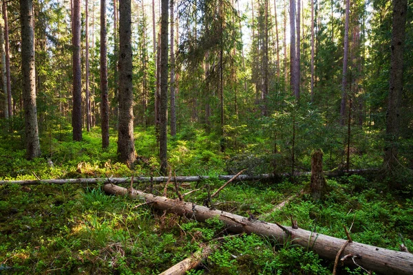 Πράσινο Και Πλούσιο Καλοκαιρινό Δάσος Παλιάς Ανάπτυξης Σάπια Νεκρά Δέντρα — Φωτογραφία Αρχείου