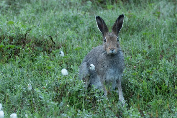 Retrato Una Curiosa Liebre Montaña Lepus Timidus Durante Verano Pantano — Foto de Stock