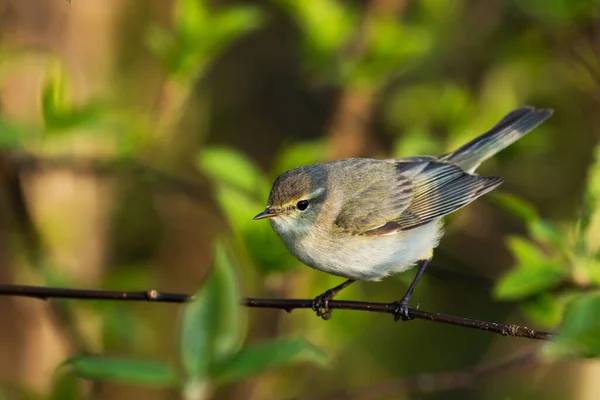 Маленькая Любопытная Европейская Певчая Птица Phylloscopus Collybita Весеннем Лесу Эстонии — стоковое фото