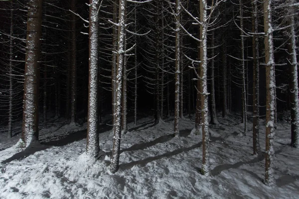 Ośnieżony Las Świerkowy Podczas Ciemnej Zimnej Nocy Zimą Estońskiej Przyrodzie — Zdjęcie stockowe