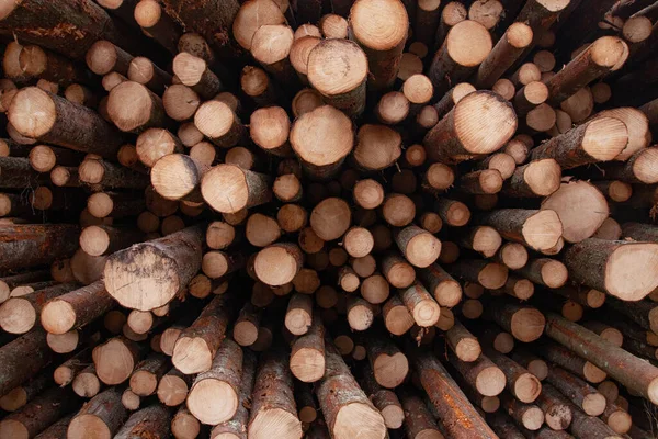 Estonya 'da ahşap endüstrisi için ham madde kaynağı olarak taze kesilmiş ve birikmiş ladin kerestesi..