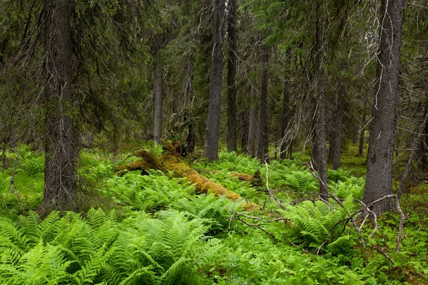 Una Foresta Taiga Antica Lussureggiante Vicino Kuusamo Finlandia Settentrionale — Foto Stock