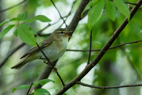 Europeiska Sångfågeln Willow Warbler Phylloscopus Trochilus Uppflugen Gren Och Sång — Stockfoto