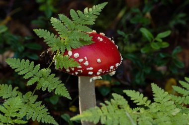Yalnız bir sinekkuşu, Amanita muscaria Estonya 'nın sıkıcı ormanlarında bir yaz akşamı.