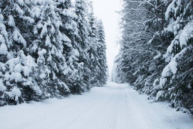 Estonya 'da kışın ortasında kar fırtınasından sonra küçük, karlı bir yol..