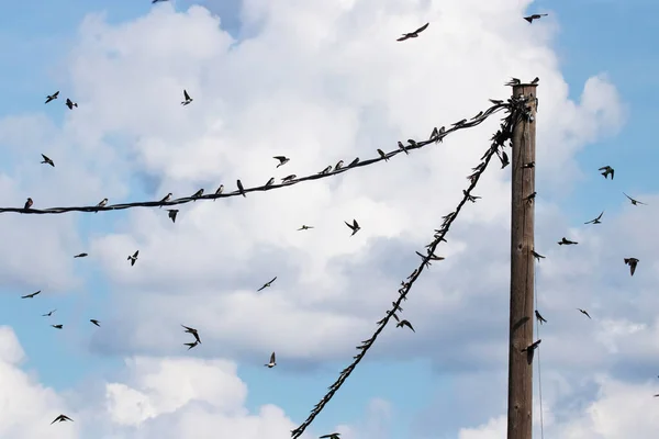 Aves Europeas Common House Martins Delichon Urbicum Gathering Power Lines — Foto de Stock