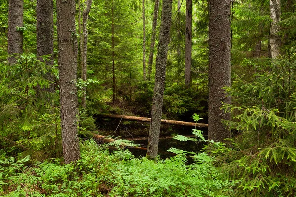 Verde Lussureggiante Foresta Boreale Vecchia Crescita Estiva Con Sacco Legno — Foto Stock
