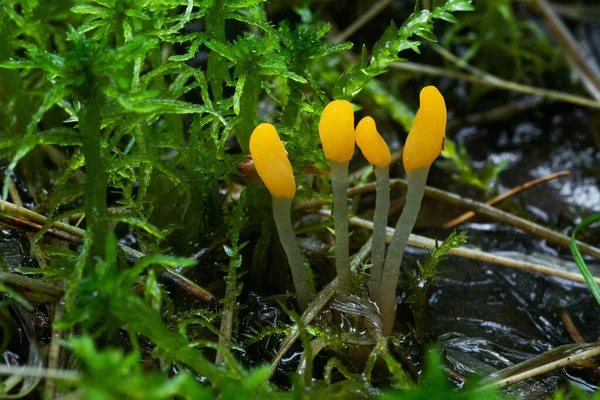 Pequenos Fungos Bog Beacon Mitrula Paludosa Durante Início Verão Uma — Fotografia de Stock