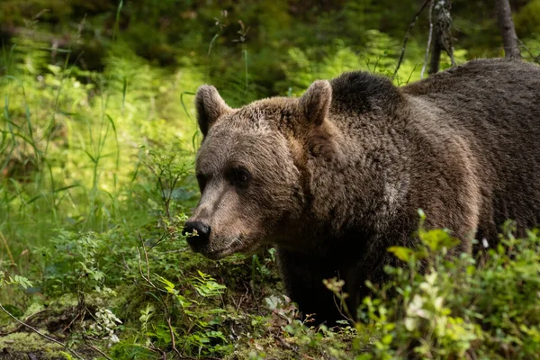 Grand Prédateur Ours Brun Ursus Arctos Reniflant Une Plante Dans — Photo