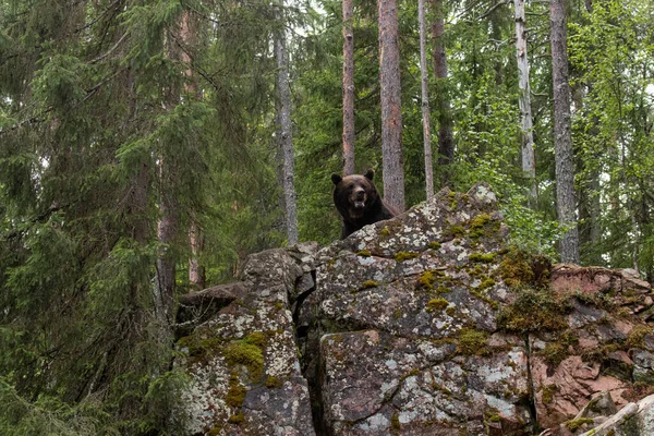 Grand Ours Brun Ursus Arctos Sur Rocher Dans Forêt Taïga — Photo