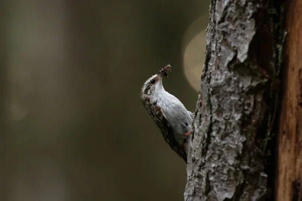 Small Woodland Bird Eurasian Treecreeper Certhia Familiaris Searching Some Food — Stock Photo, Image