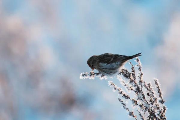 小さなヨーロッパの冬の渡り鳥エストニアの田舎 北ヨーロッパの寒い日没の間に霜の多い雑草の枝のAcanthisフラミア一般的な再調査 — ストック写真