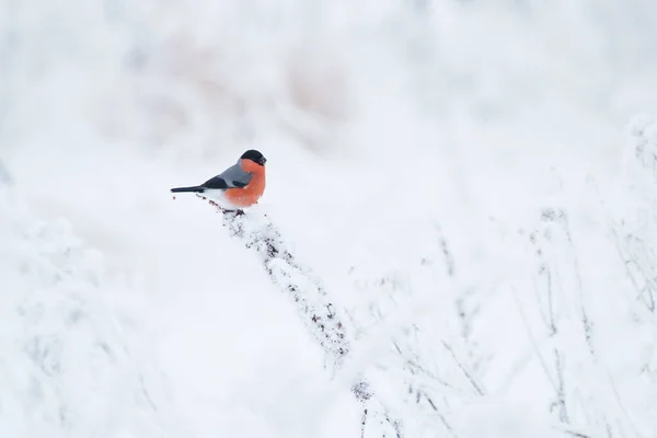 Male Eurasian Bullfinch Pyrrhula Pyrrhula Feeding Frosty Weed Cold Winter — Stock Photo, Image