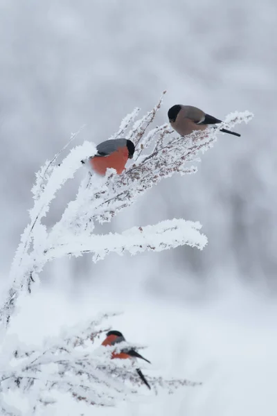 Pequeño Grupo Bullfinches Eurasiáticos Pyrrhula Pyrrhula Alimentándose Una Mala Hierba —  Fotos de Stock