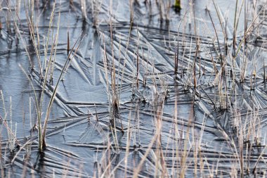 Finlandiya, Kuzey Avrupa 'da sabah ayazının ardından ince buza bulanmış su.