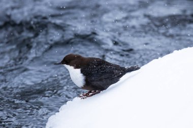Kuzey Finlandiya 'da, Kuusamo yakınlarında soğuk bir kış günü, hızlı bir nehrin kenarında duran beyaz boğazlı dipper, Cinclus cinclus.