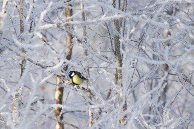 European winter bird Great tit, Parus major, in a frosty forest during a cold and white winter day in Estonian nature, Northern Europe.