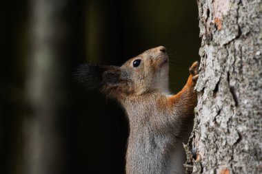 Avrupa memelisi Kızıl Sincap Sciurus Vulgaris 'in, Estonya' nın Boreal Ormanı 'ndaki bir ladin ağacına tırmanışı..