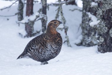 Finlandiya 'nın kışın bataklık ormanında dişi bir siyah orman tavuğu, Lyrurus tetrix..