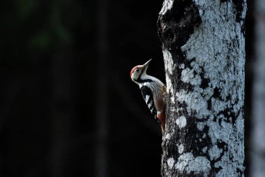Tehdit altındaki türler: Beyaz sırtlı ağaçkakan, Dendrocopos leucotos Estonya Boreal Ormanı 'nda sonbahar sonlarında bir ağaca tırmanıyor..