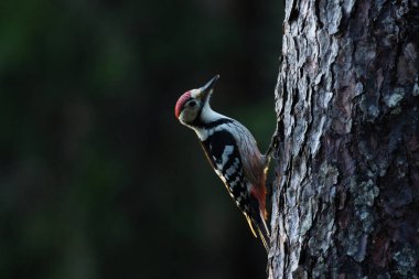 Tehdit altındaki türler: Beyaz sırtlı ağaçkakan, Dendrocopos leucotos Estonya Boreal Ormanı 'nda sonbahar sonlarında bir ağaca tırmanıyor..