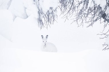 Meraklı dağ tavşanı, Lepus timidus kışın Finlandiya 'nın kuzeyindeki bataklıkta huş dalları yer..