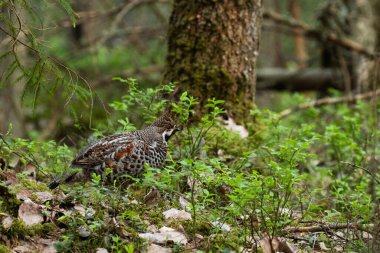 Kuzey Avrupa, Estonya 'da bahar mevsiminde yeşil, yemyeşil ve eski bir boreal ormanında erkek bir Hazel kekliği, Tetrastes bonasia.